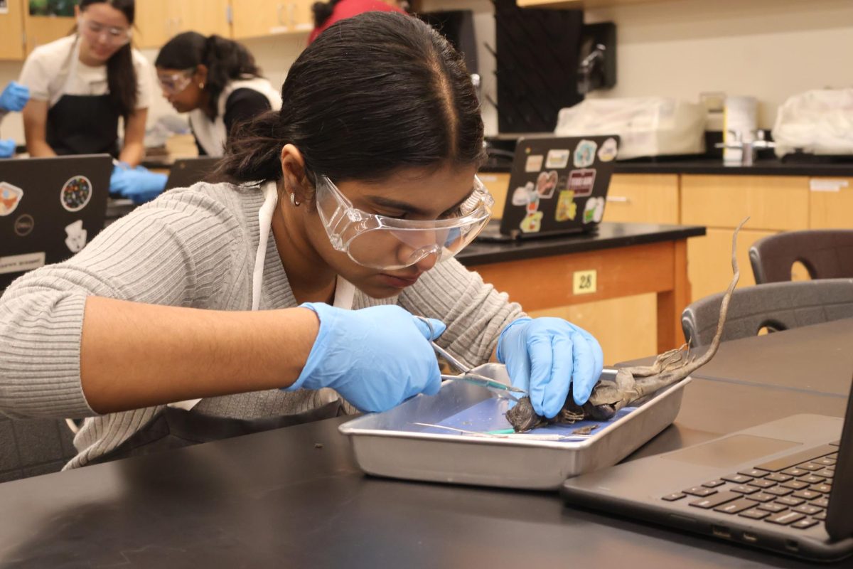 Using scissors, a student works on skinning her iguana. The skinning process involved making a small incision, followed by cutting off large flaps of skin.
